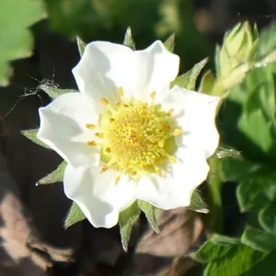 jahodník měsíční - náhled 1