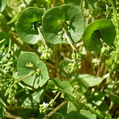 batolka prorostlá - náhled 2