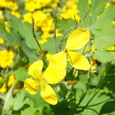 vlaštovičník větší - náhled 3