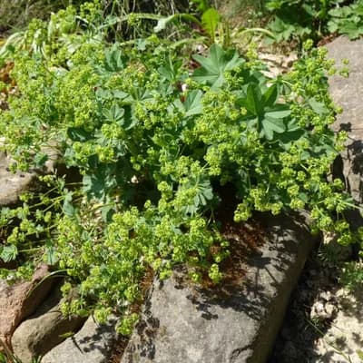 kontryhel žlutozelený - náhled 2