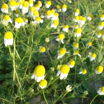 heřmánek pravý - náhled 1