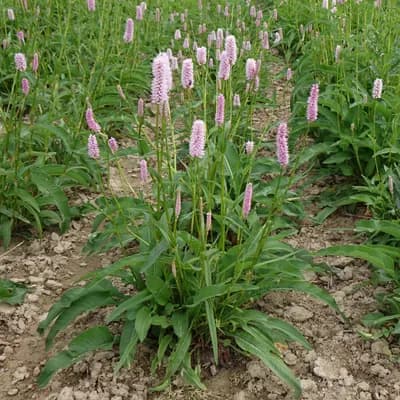 rdesno hadí kořen - náhled 2