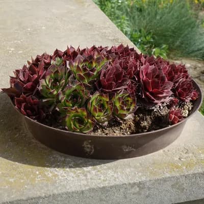 netřesk střešní - náhled 2