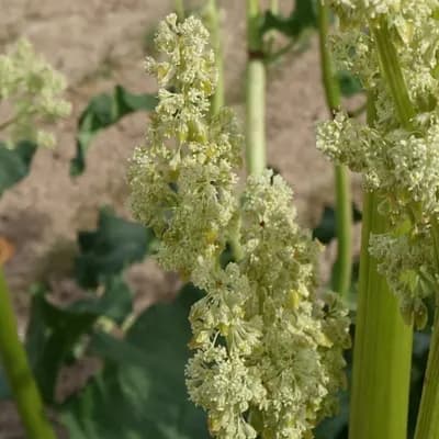 reveň kadeřavá - náhled 2