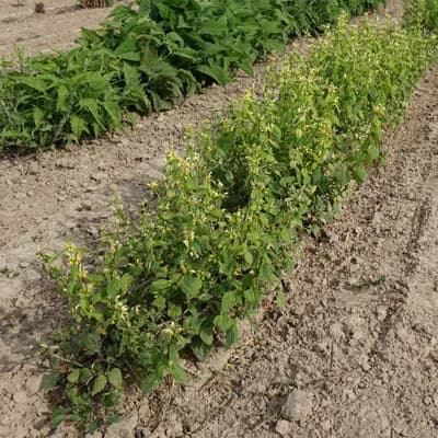 pitulník žlutý - náhled 3