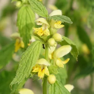 pitulník žlutý - náhled 1