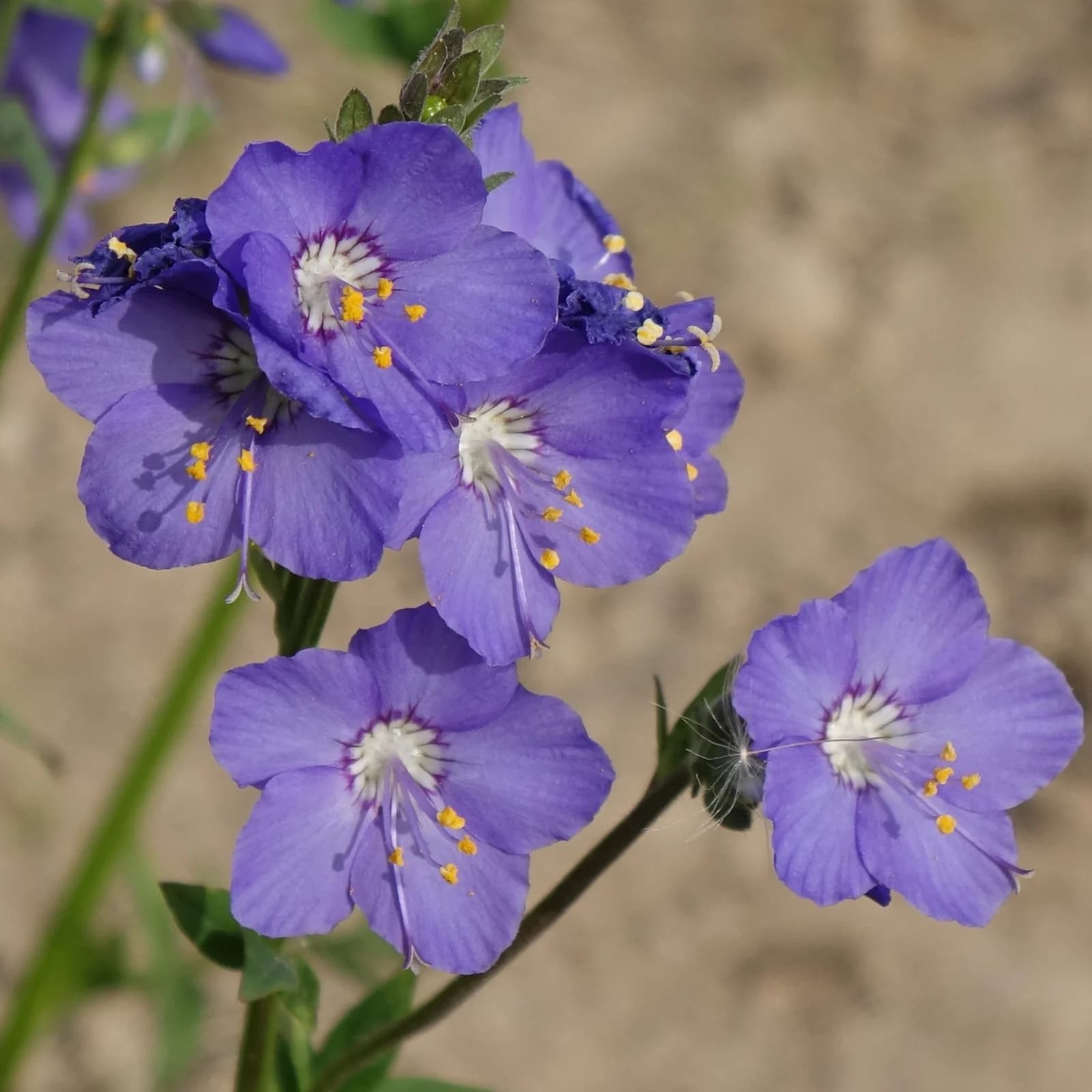 jirnice modrá - obrázek 1