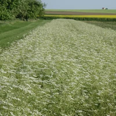 kmín kořenný - náhled 4