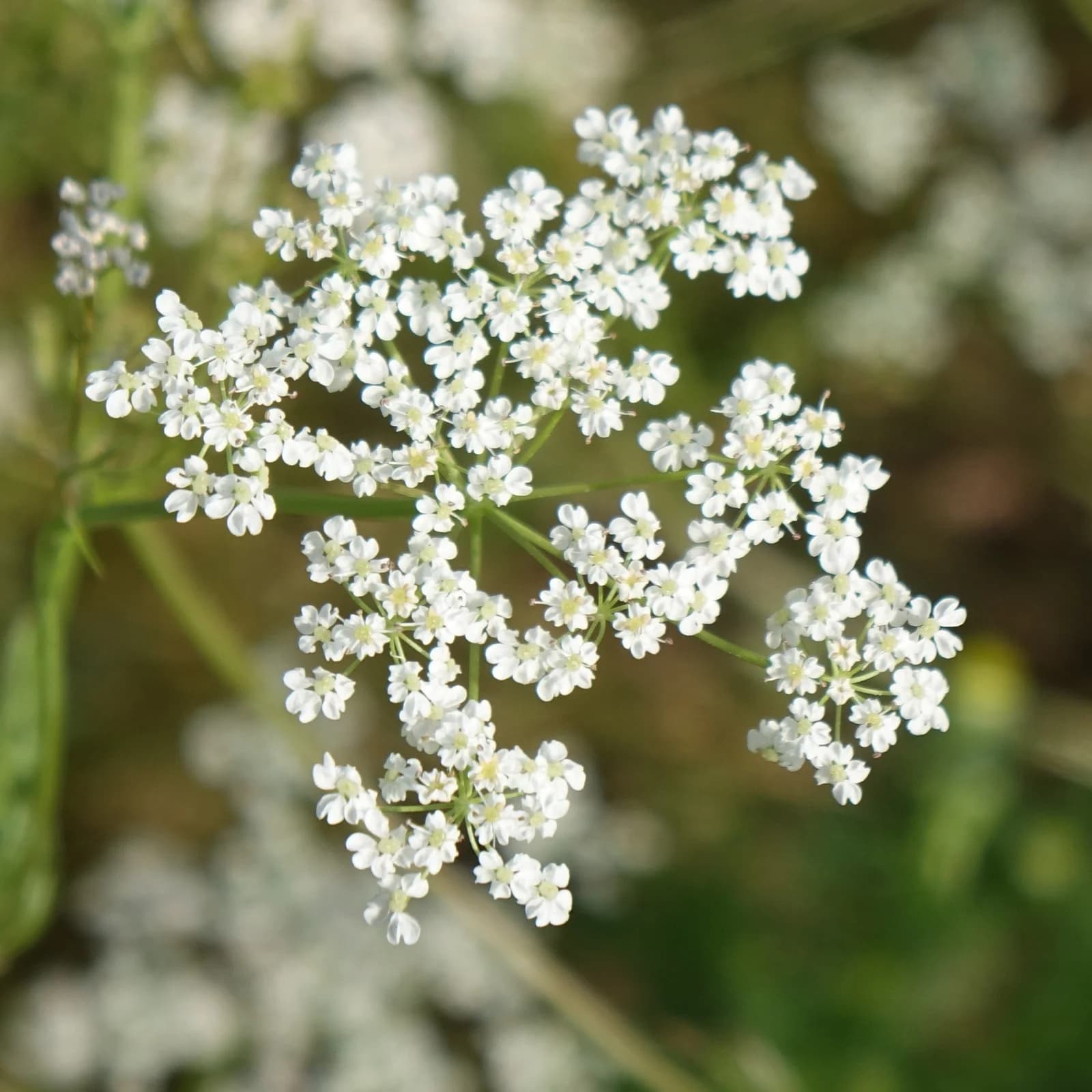 kmín kořenný - obrázek 1
