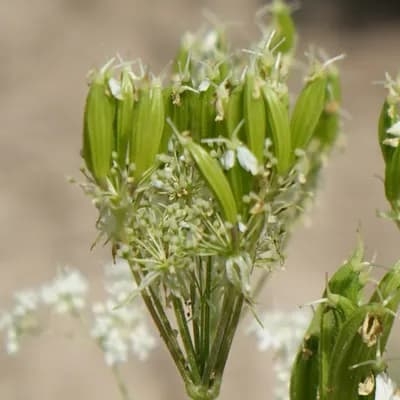 čechřice vonná - náhled 2