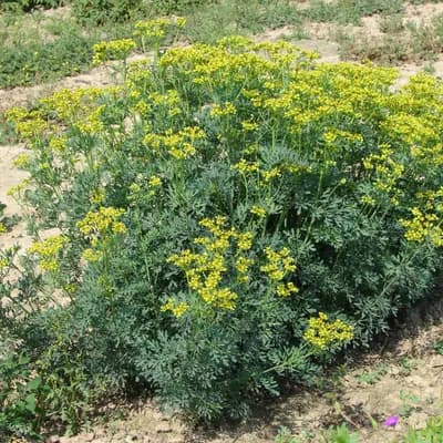 routa vonná - náhled 3