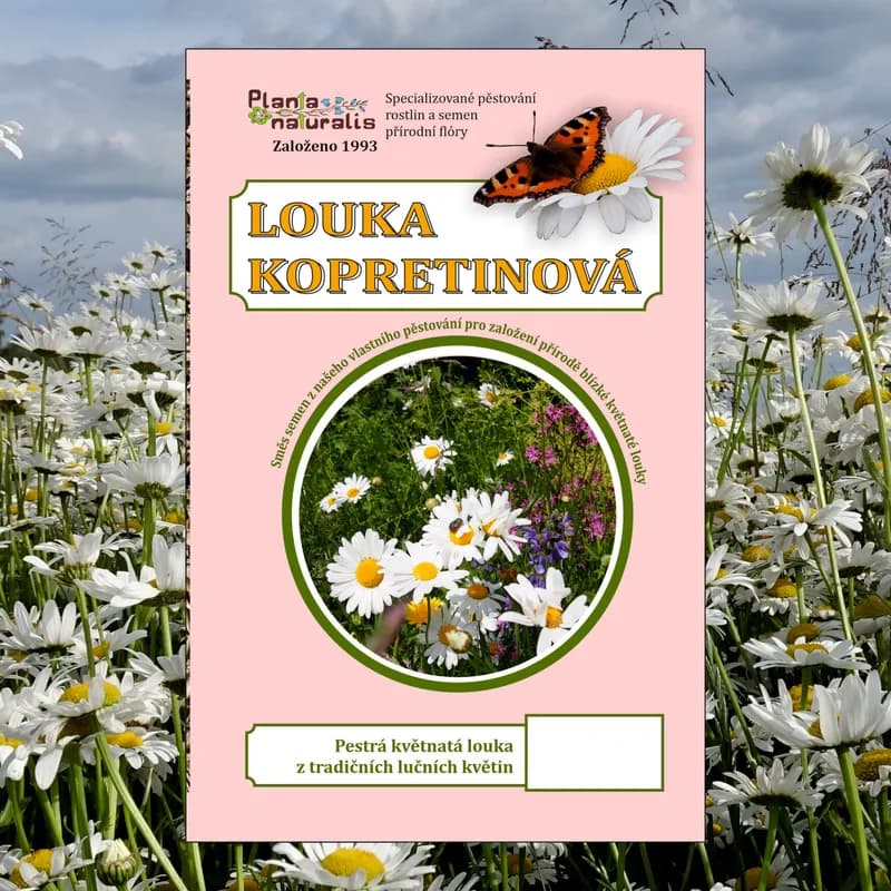 Kopretinová louka