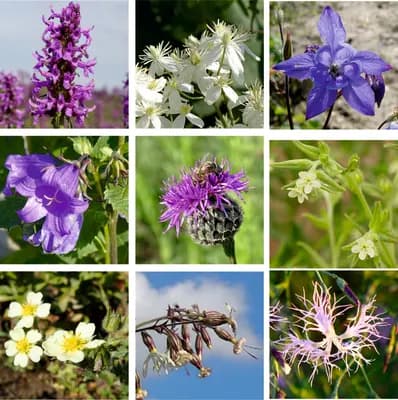 Květnatý podrost do stínu - náhled 2