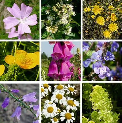 Květnatý podrost do stínu - náhled 3