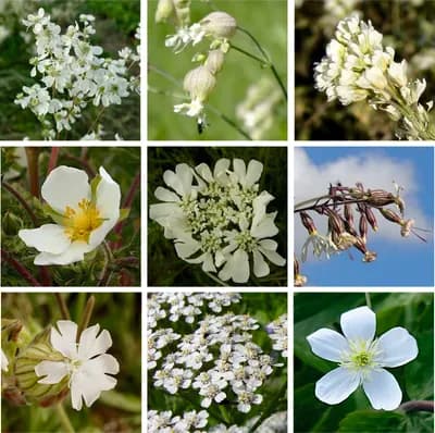 Louka bílých květů - náhled 2