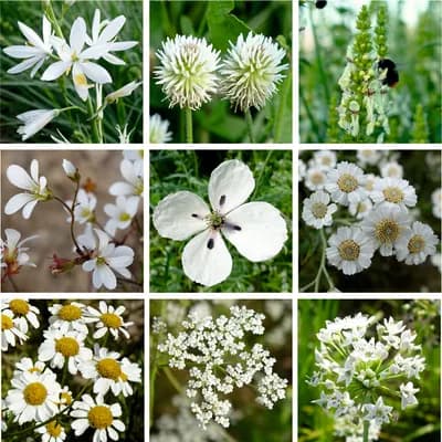 Louka bílých květů - náhled 3