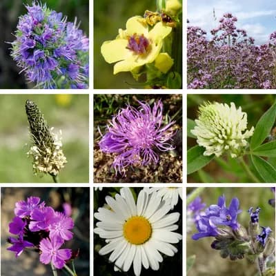 Louka na výsušnou půdu – květnatá  - náhled 2