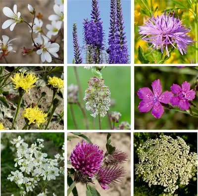 Louka na výsušnou půdu – květnatá  - náhled 3