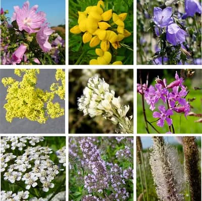 Louka na výsušnou půdu – květnatá  - náhled 4