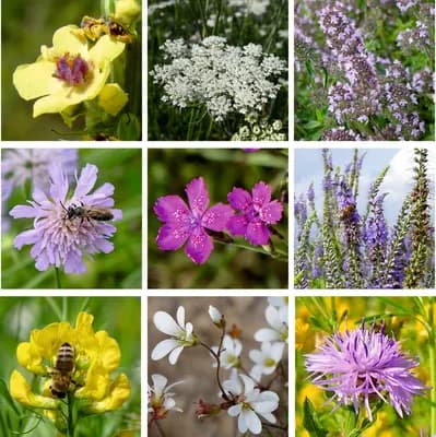 Louka pro motýly - náhled 2