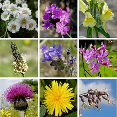 Louka pro motýly - náhled 3