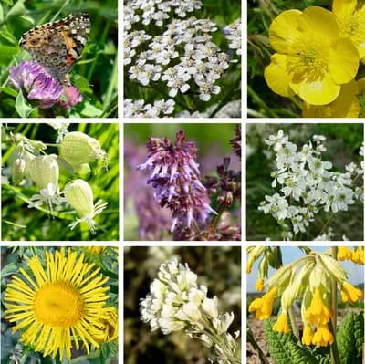 Louka pro motýly - náhled 4