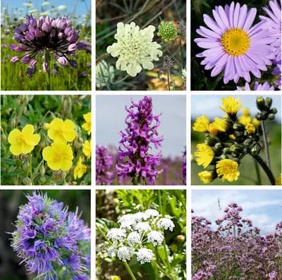 Louka pro motýly - náhled 5