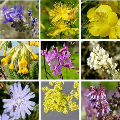 Luční květy - náhled 2