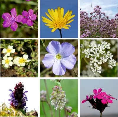 Luční květy - náhled 3