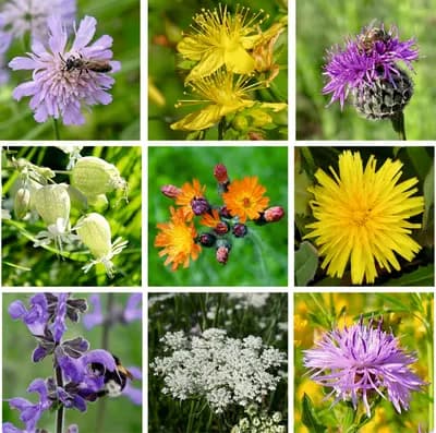 Luční květy - náhled 4