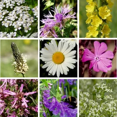 Luční květy - náhled 5