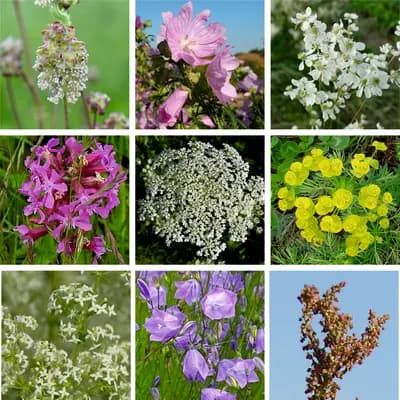 Mezofytní louka – květnatá - náhled 3