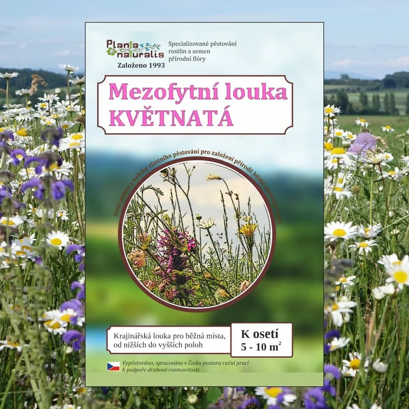 Mezofytní louka – květnatá