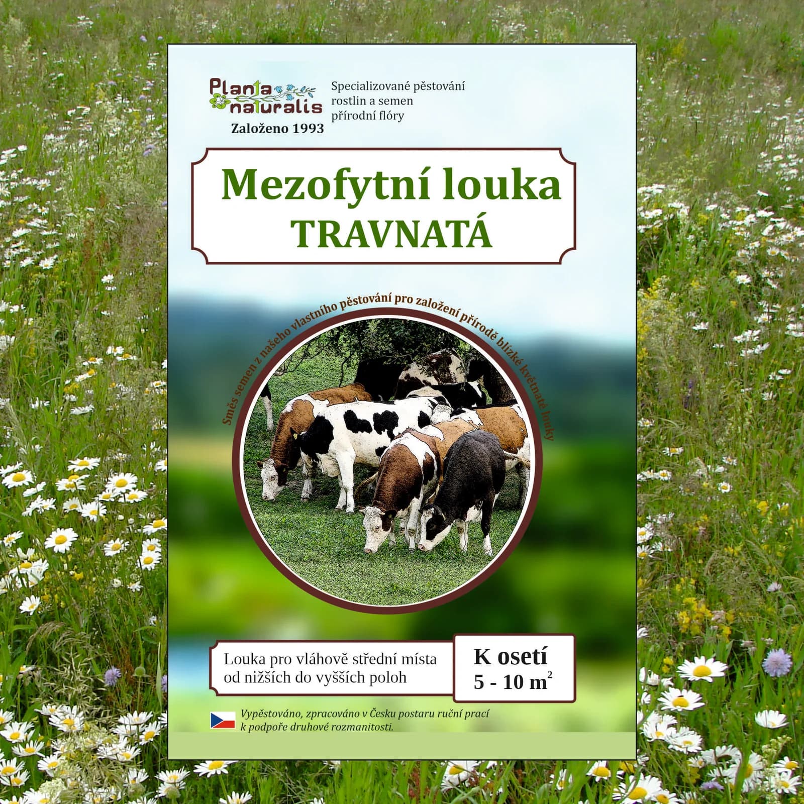Mezofytní louka – travnatá - obrázek 1
