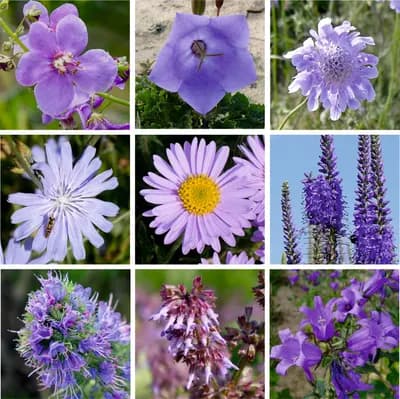 Modrá louka, zvonečková - náhled 4