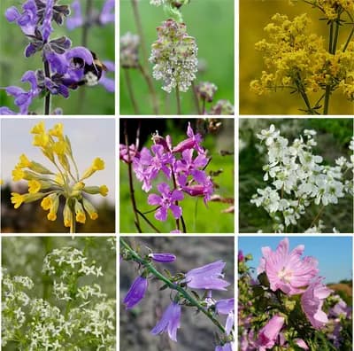 Přírodní květnice - náhled 3