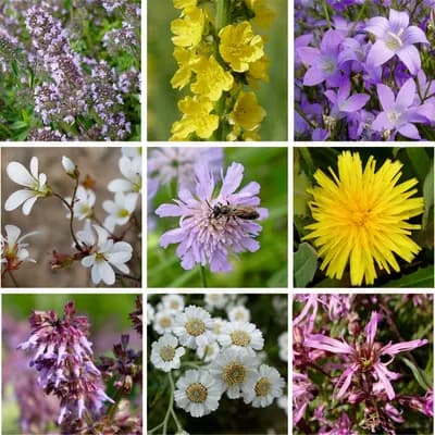 Přírodní květnice - náhled 5