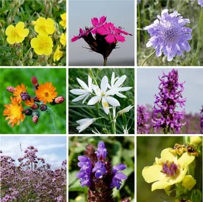 Přírodní květnice - náhled 7