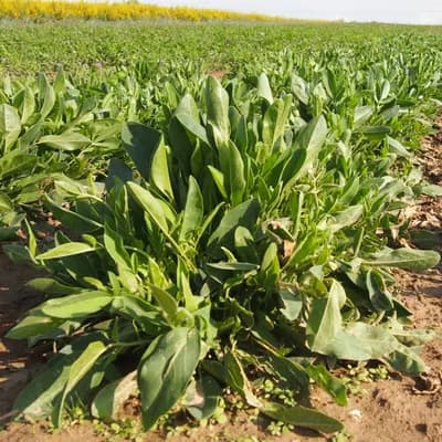 úročník bolhoj - náhled 2