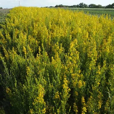 zlatobýl obecný - náhled 3