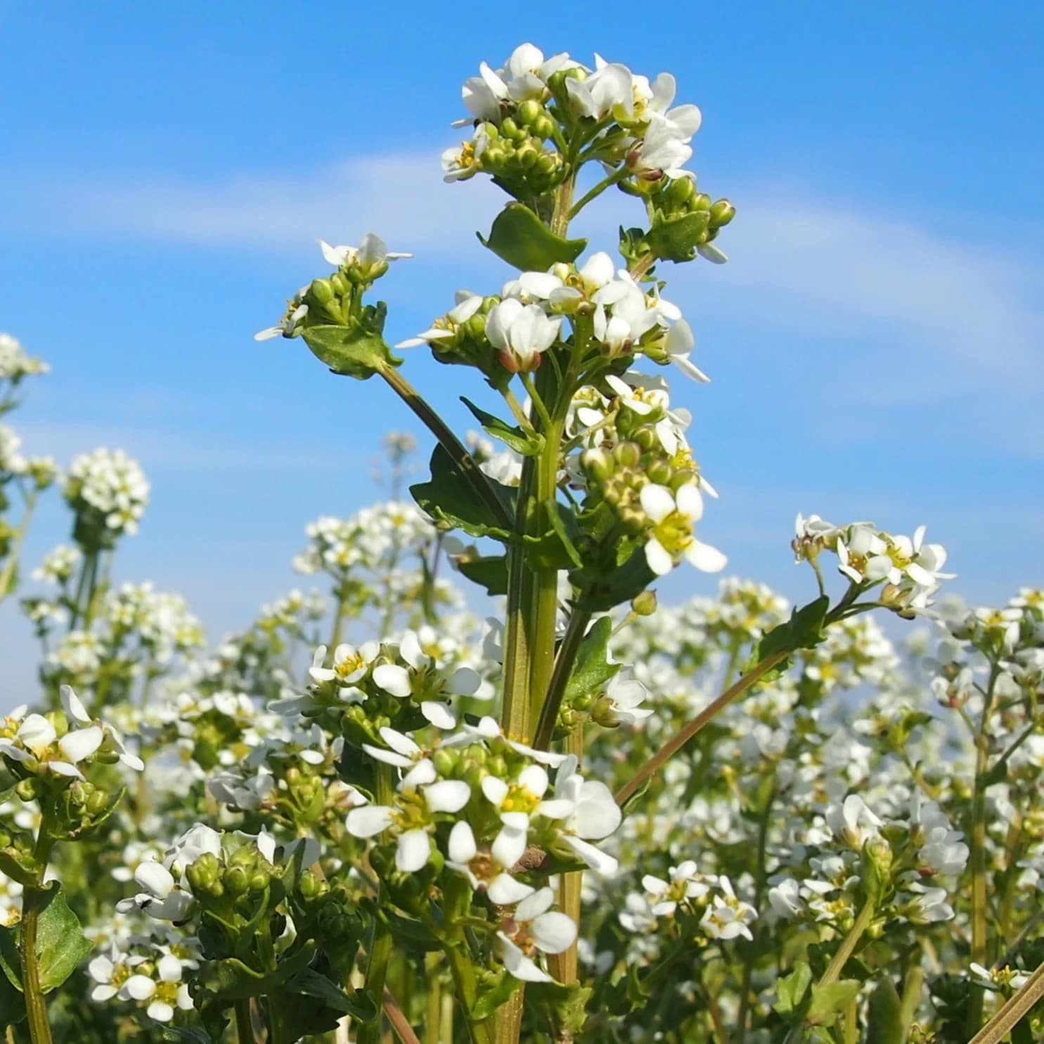lžičník lékařský - obrázek 1