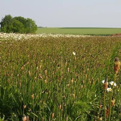 jitrocel kopinatý - náhled 3