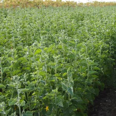 proskurník lékařský - náhled 5