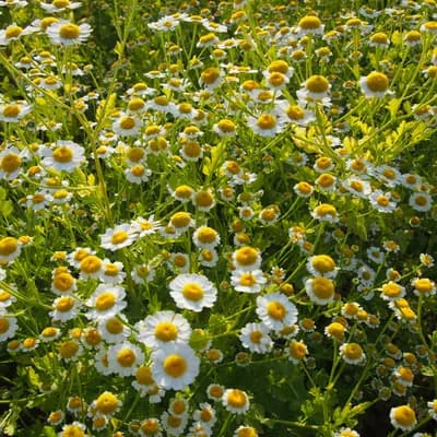 řimbaba obecná - náhled 1