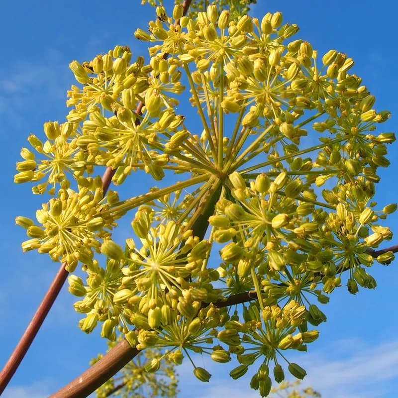 andělika lékařská