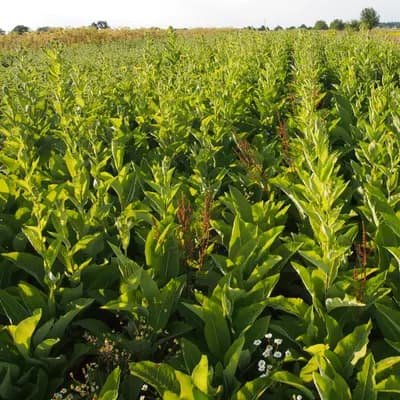 oman pravý - náhled 5