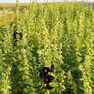 topolovka růžová - náhled 2