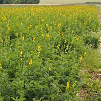 řepík vonný - náhled 3