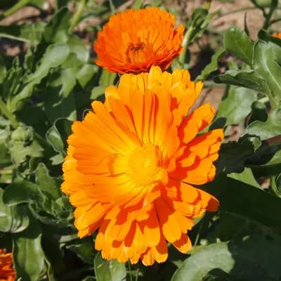 měsíček zahradní - náhled 1