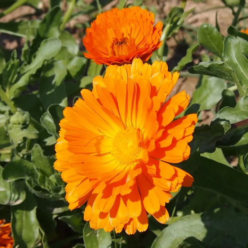 měsíček zahradní